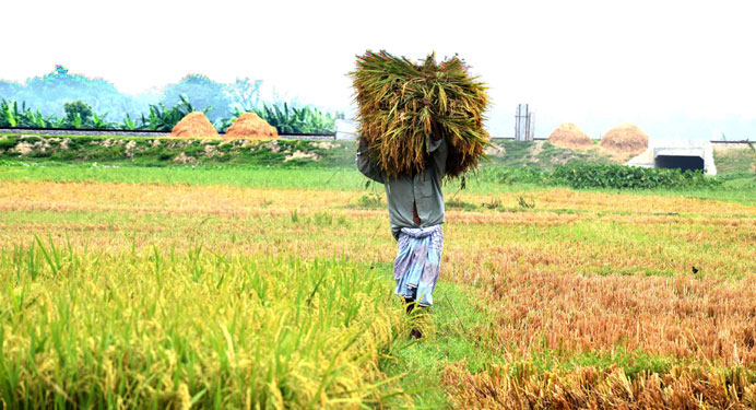 বোরো ধান কাটছে কৃষকরা