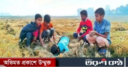 ঠাকুরগাঁওয়ে  ইঁদুরের গর্ত থেকে ধান সংগ্রহ করে নবান্ন উৎসব