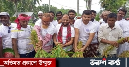 রাজবাড়ীতে কৃষকের এক একর জমির ধান কেটে দিলো কৃষক লীগ