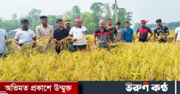 পাংশায় কৃষকের ধান কেটে ঘরে তুলে দিলেন ছাত্রলীগের নেতাকর্মীরা