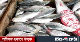 ভোলায় ঝাঁকে ঝাঁকে ধরা পড়ছে ইলিশ