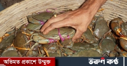 বিদেশের বাজারে বেড়েছে কাঁকড়ার চাহিদা বিদেশের বাজারে বেড়েছে কাঁকড়ার চাহিদা