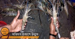 খুলনাঞ্চলে বন্ধ হচ্ছে না চিংড়িতে পুশ!