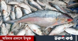 সপ্তাহের ব্যবধানে খুলনায় ইলিশের মূল্য উর্দ্ধমুখী