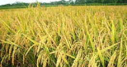 আসছে আয়রন-জিংকসমৃদ্ধ নতুন ধান