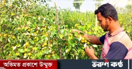 ঝুঁকি নিয়ে বরই চাষ, বাম্পার ফলনে খুশি কৃষক এনায়েত