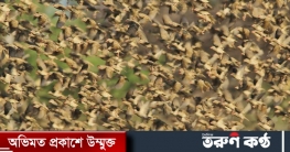 ৬০ লাখ ঠোঁট-রাঙ্গা কুইলিয়া মেরে ফেলতে সরকারের যুদ্ধ ঘোষণা
