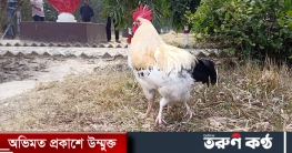 চাঁপাইনবাবগঞ্জে চার পা ওয়ালা মোরগের দাম উঠেছে ৫০ হাজার