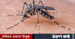ডেঙ্গু আক্রান্ত হয়ে হাসপাতালে ৮ জন, মৃত্যু নেই