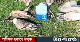 নির্বিচারে শিকার হচ্ছে অতিথিসহ পরিযায়ী পাখি নিধন 