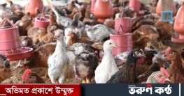 মাংসে দেশি মুরগির স্বাদ ফেরাবে ‘সুবর্ণ’