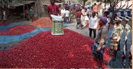 রঙিন আলুর জমজমাট বাজার রঙিন আলুর জমজমাট বাজার