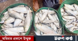 এক জালে দুই কেজির ১৫ ইলিশ