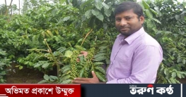 কফি চাষে সফল রংপুরের মোখলেসুর