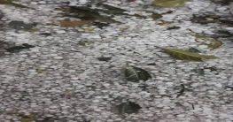 হবিগঞ্জে শিলাবৃষ্টি ব্যাপক ক্ষয়ক্ষতি