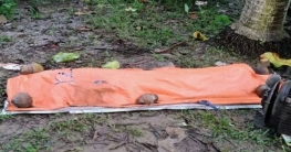 শ্রীপুরে বাস চাপায় অটোরিকশা চালকের মৃত্যু