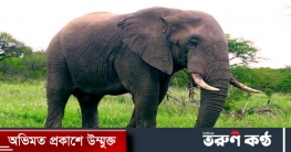 চট্টগ্রামে ৮৪ হাতি মৃত্যুর তদন্ত চেয়ে রিট