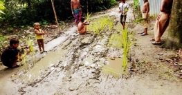 ভূঞাপুরে রাস্তায় ধানের চারা রোপণ!