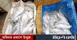 ইলিশ: বাংলাদেশের নতুন শর্তে আশাভঙ্গের শঙ্কায় কলকাতা ইলিশ: বাংলাদেশের নতুন শর্তে আশাভঙ্গের শঙ্কায় কলকাতা