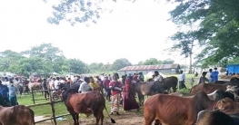 ফরিদপুরের মহামারী করোনা ভাইরাসে গরু নিয়ে বিপাকে পড়েছেন খামারিরা