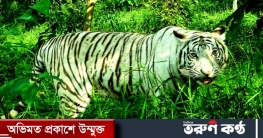 ‘দুষ্টু’ সাদা বাঘটিই দর্শনার্থীদের আকর্ষণ