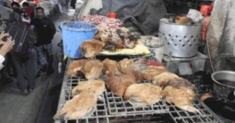 ৫০০ মৃত মুরগি বিক্রির সময় হাতেনাতে ধরা খেলেন মুরগি ব্যবসায়ী ৫০০ মৃত মুরগি বিক্রির সময় হাতেনাতে ধরা খেলেন মুরগি ব্যবসায়ী