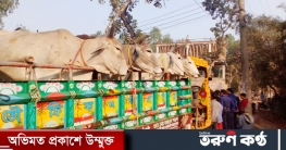 হাতীবান্ধায় ১০টি ‘ভারতীয়’ গরু আটক