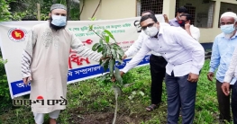 লাকসামে মুজিববর্ষ উপলক্ষে ফলদ ও বৃক্ষ রোপন উদ্বোধন