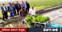লাকসামে ডিজিটাল পদ্ধতিতে ধানের চারা রোপন