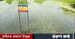 নওগাঁয় ব্রী ধান ৮৯ এর বীজ উৎপাদন নওগাঁয় ব্রী ধান ৮৯ এর বীজ উৎপাদন