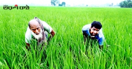 নওগাঁয় আউশ ধানের পরিচর্যায় ব্যস্থ সময় পার করছেন কৃষকরা