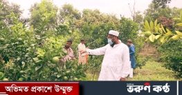 মাল্টা চাষ করে লাভবান হয়েছেন নওগাঁর ওবায়দুল্লাহ শাহ