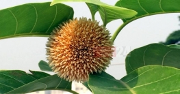 বর্ষার নয়, ‘কদম’ এখন হেমন্তের ফুল 