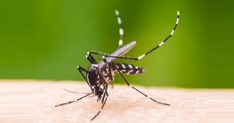 আবারো ডেঙ্গু আতঙ্ক গত ২৪ ঘণ্টায় হাসপাতালে ভর্তি ৩৬০