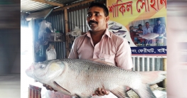 পদ্মায় ধরা পড়ল বড় আকারের পাঙ্গাস ও কাতল মাছ পদ্মায় ধরা পড়ল বড় আকারের পাঙ্গাস ও কাতল মাছ