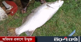 কুয়াকাটায় সাগরে ধরা পড়ল ২০ কেজির কোরাল, ২১ হাজার টাকায় বিক্রি