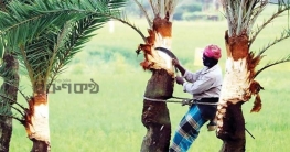 লাকসামে অস্তিত্ব সংকটে খেজুর গাছ রস সংগ্রহে ব্যাস্ত গাছিরা লাকসামে অস্তিত্ব সংকটে খেজুর গাছ রস সংগ্রহে ব্যাস্ত গাছিরা