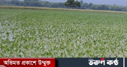 মেহেরপুরে প্রবল বৃষ্টিতে উঠতি ফসলের ব্যাপক ক্ষয়ক্ষতি মেহেরপুরে প্রবল বৃষ্টিতে উঠতি ফসলের ব্যাপক ক্ষয়ক্ষতি