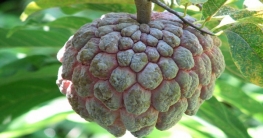 আতাফল হার্টের জন্য খুবই উপকারী