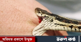 ঠাকুরগাঁওয়ের হরিপুরে সাপের কামড়ে এক স্কুলছাত্রীর মৃত্যু
