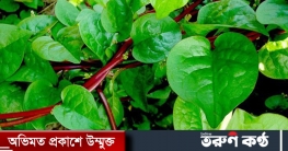 পুঁই শাকের পুষ্টিগুণ