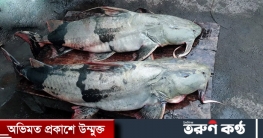 পদ্মায় জেলের জালে ধরা পড়ল বিশাল ২ বাগাড়