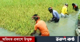 হাওড়ের ৪১ শতাংশ ধানকাটা হয়ে গেছে