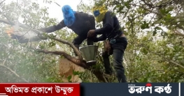 সুন্দরবনে ফুল ফোটেনি, মধু নেই