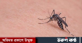 মশার উপদ্রবে অতিষ্ঠ কুমিল্লা নগরবাসী মশার উপদ্রবে অতিষ্ঠ কুমিল্লা নগরবাসী