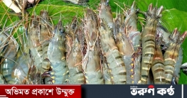 জিআই সনদ পেল বাংলাদেশের বাগদা চিংড়ি জিআই সনদ পেল বাংলাদেশের বাগদা চিংড়ি