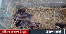 মেছো বাঘের বাচ্চা উদ্ধার মেছো বাঘের বাচ্চা উদ্ধার