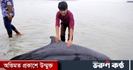 প্রথমবার কুয়াকাটা সৈকতে ভেসে এলো জীবিত ডলফিন