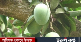 জুলাইয়ে বাজারে আসছে হাঁড়িভাঙা আম