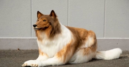 বিপুল অর্থের বিনিময়ে কুকুর হলেন জাপানি নাগরিক!